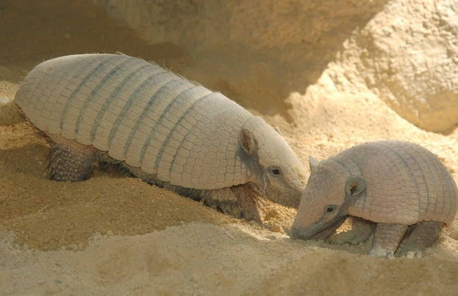 Terra Natura Benidorm - ¡¡Oferta Especial Invierno!! - Foto 6