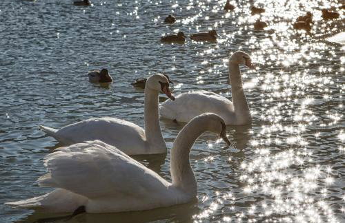Domek nad Sanem - Foto 24