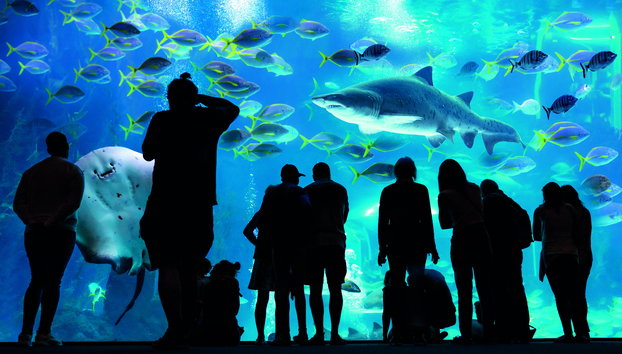 Aquarium Poema del Mar - Foto 5