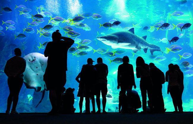 Aquarium Poema del Mar - Photo 5