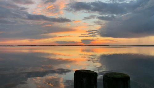 Das Schilfrohr - Foto 2