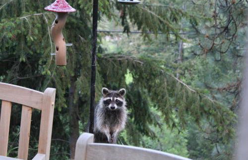 Morrison Colorado Mountain Getaway - Red Rocks - Foto 25