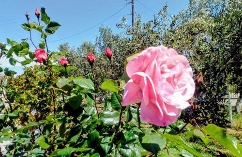 Katerina's Countryside and Sea House - Foto 33