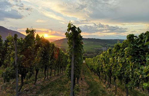 Gästehaus Lavendel an der Mosel - Foto 25