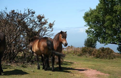 The Pack Horse Exmoor National Park Allerford Riverside Cottage & Apartments - Photo 35