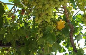 B&B Villa Anastasia Club - Foto 57