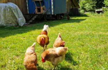 Waldbach-Oase - Foto 22