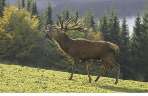 Ferienwohnung Gross A - Foto 29