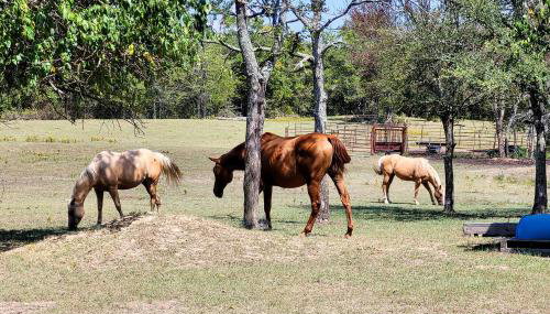 Peaceful Black Fork Cabin 1 - Fish On-Site! - Foto 2