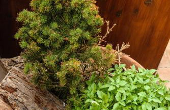 Artemis Sunrise - Foto 50