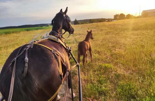 Vigor Horses - Foto 77