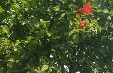 Lemon Tree House - Photo 36