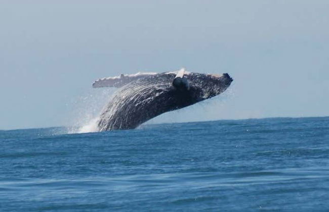 Avistamento de cetáceos no Parque Nacional Marino Ballena - Foto 3