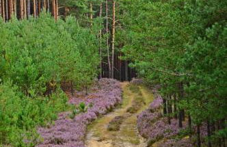 Domek de Janauis - Foto 55