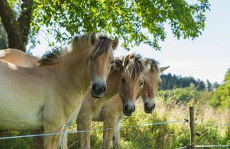 Grünewaldhof in Rimbach im Odenwald - Foto 4
