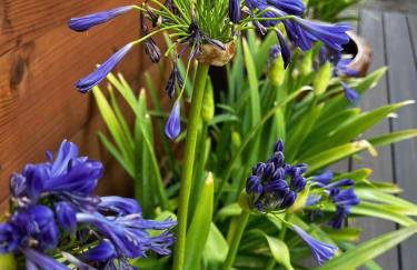 Luxury Historic Shotgun Home in Lower Garden District - Foto 74