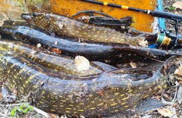 Piotiwo D1 - Foto 28