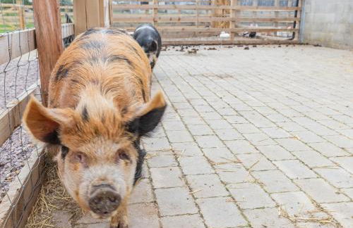 The Old Haybarn - Foto 12