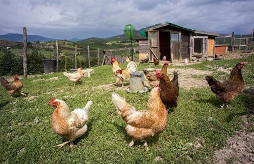 Società Agricola Cacigolara - Photo 107