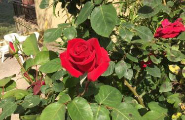 Les Asphodèles - Foto 38