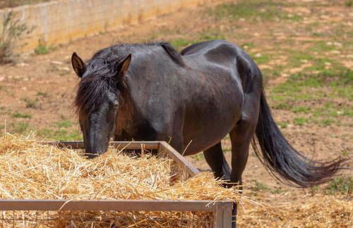 Finca Salom Verd - Foto 10