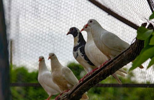 Villa Giulia - Foto 7