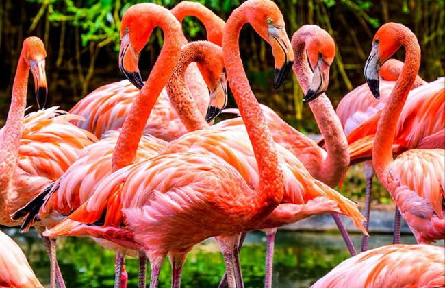 Billet pour les Flamingo Gardens - Photo 1