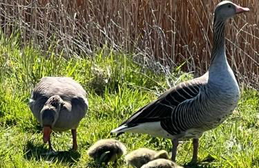 Langeoog-Villa Apollonia - Foto 23