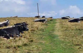 Le Chalet du Tanet spa sauna terrasse en Alsace - Foto 33