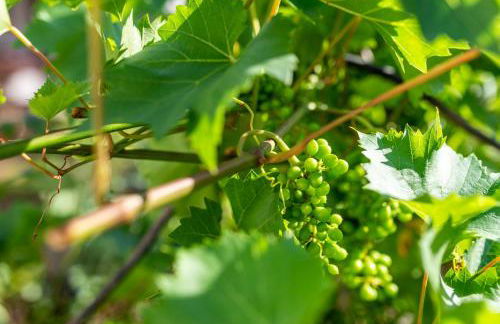 Haus Günter und Valeria - Foto 28