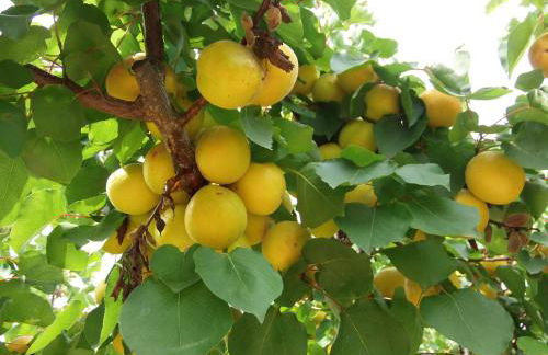 Ninho Da Poupa - Foto 28