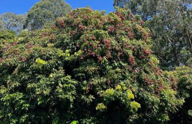 Royal Palm Cottage Hawaii - Foto 29