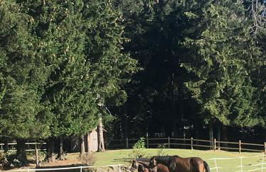 Ferienwohnung Reinhold - Foto 27