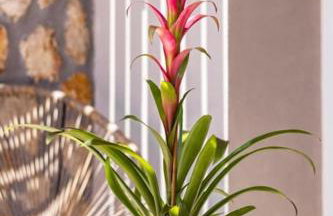 Casa di Marillia - Foto 28