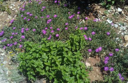 Eco Secluded apartments Zabodarski - Foto 17