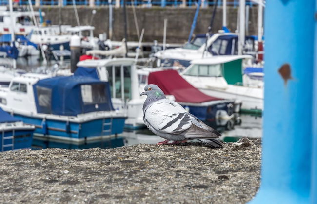 Marina View - 3 Bedroom - Milford Haven - Foto 24