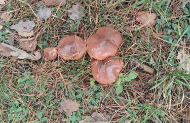 Domek lubiana180 WABI SABI w lesie jacuzzi sauna kominek - drewno w cenie pobytu - nad jeziorem Kaszuby pieski tylko do 10kg za dodatkową opłatą - Foto 76