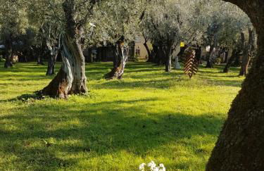 Antico Uliveto - Foto 16