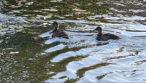 Beckley Place - Foto 5