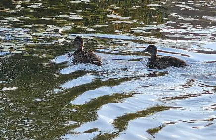 Beckley Place - Foto 5