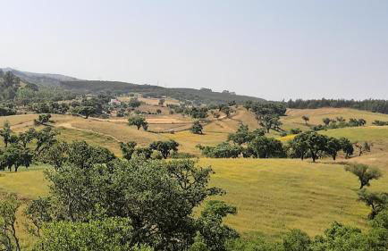 Gecko Pego Longo - Foto 19