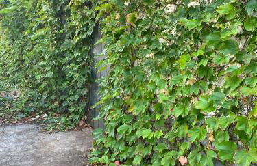 Avó Lucindinha House - Porto Moniz - Foto 53