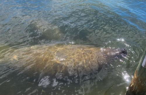 Paradise Cove at Lemon Bay - Foto 26