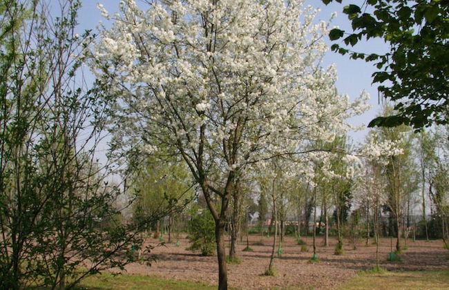 Agriturismo Corte San Girolamo - Foto 18