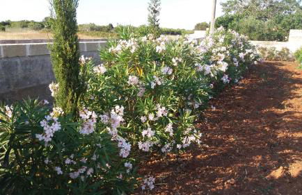 Villa Raffaella - Foto 30