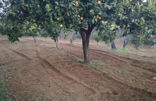 Odori di zagara - Foto 26