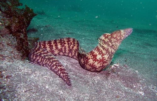 Pajara Rugiada - Foto 59