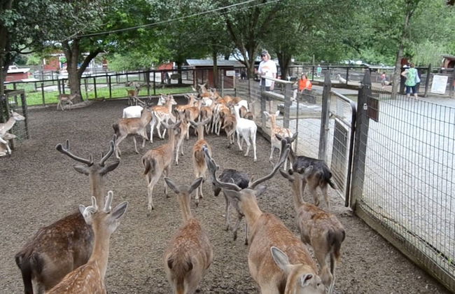 Mountain View Place - Foto 40