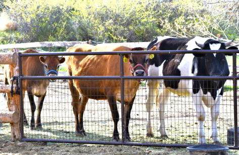 Arrowhead Country Cabins - Foto 52