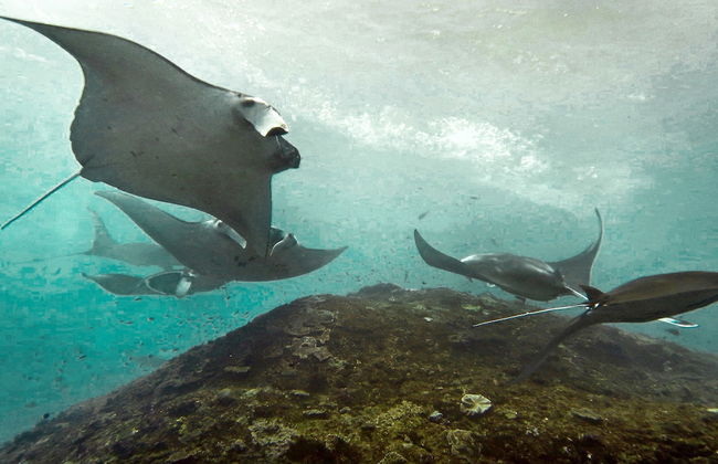 Villa Lotus - Foto 29